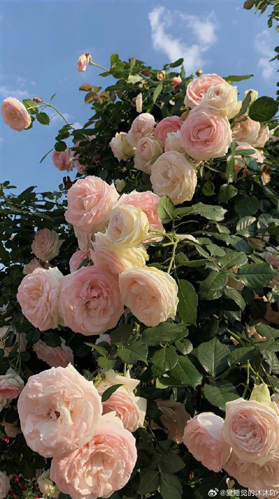 Tubu tal-qiegħ issiġillat